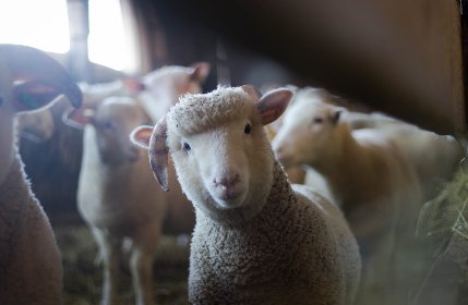 curious-sheep_qnq5hnpdtj_3 -